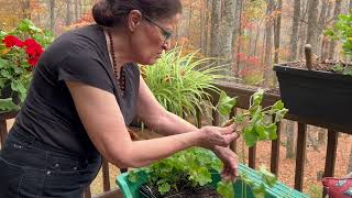 Geraniums for cuttings amp winter storage [upl. by Noryk]