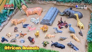 African Animals for Kids Live Stream  Fun Learning Jungle Animals amp Safari Animals of Africa [upl. by Redleh]