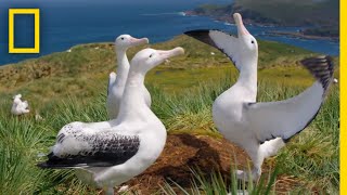 Albatrosses LifeLong Bond Begins With Elaborate Courtship – Ep 3  Wildlife Resurrection Island [upl. by Matazzoni]