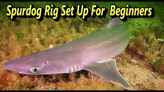 Spurdog Rig Set Up For Beginners [upl. by Ttemme979]