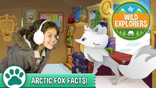 Wild Explorers  Arctic Fox Facts [upl. by Josler]