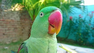 Alexandrine Parrot Natural Sounds [upl. by Jennifer]