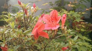 Azaleas Rhododendrons [upl. by Johan]