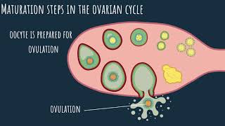 Oogenesis  the ovarian cycle Part 1 [upl. by Einyaj179]