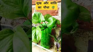 घर में सुख और शांति का पौधाorgenic gardening ytshorts thuja [upl. by Essyle]