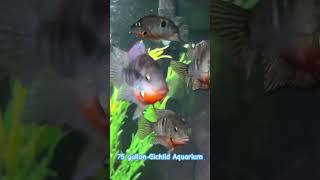 Firemouth Cichlids aquarium fy fishtank aquariumfish pets tropicalfishtankcichlidtankfishies [upl. by Vins]