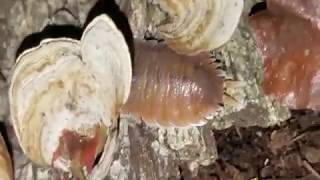 3 Mind Blowingly Large Spanish Isopod Species Huge Isopods from Spain [upl. by Elfrida241]