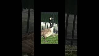 goslings are eating grass [upl. by Osber]