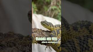 Usambara bush viper in the wild snake reptiles venomous africa wildlife herping herpetology [upl. by Obe]