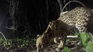 Ocelot hunting for prey at night [upl. by Ettenel]