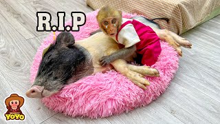 Monkey YiYi was heartbroken when Ủn Ỉn passed away 😭😭😭 [upl. by Colfin135]