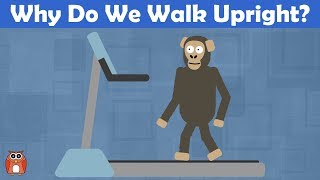 Why Do We Walk Upright The Evolution Of Bipedalism [upl. by Camey61]