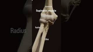 The supinator muscle originate from the lateral epicondyle of humerusanatomy mbbsabroad doctor [upl. by Bringhurst]