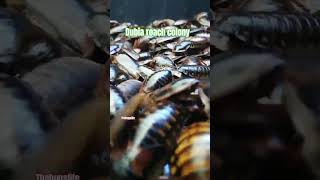 Dubia roach Colony [upl. by Rebmeced]