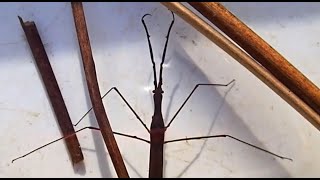 Group 20 Other Water Bugs Ranatra linearis Water Stick Insect [upl. by Cami723]