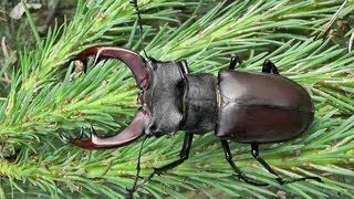 Roháč obecnýLucanus cervusHirschkäferStag beetle [upl. by Horodko]