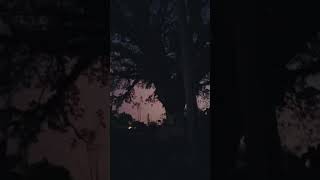 Old Acacia tree and the sunset shortvideo walking twilight [upl. by Marala798]