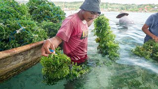 Primitive Way They Harvest amp Process Tons of Seaweed [upl. by Suzanna]