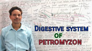 Digestive System of Petromyzon  Sea Lamprey  Cyclostomata [upl. by Simeon]