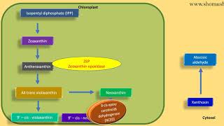 Abscisic acid biosynthesis pathway  plant hormone lecture [upl. by Htebi]