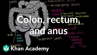 Colon rectum and anus  Gastrointestinal system physiology  NCLEXRN  Khan Academy [upl. by Leilani]