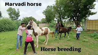 horse breeding । marvadi horse breeding। horse lover। ❤️🐎horse horsemanship horsebreedingstable [upl. by O'Connell]