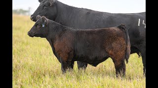 Reimann Pasture Sale 2024  Tag 56 [upl. by Drais463]