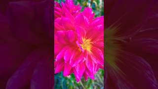 Dinnerplate dahlia growing in a large planter [upl. by Notsnarc]