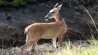 Whitetailed Deer peacefully walking along a canal [upl. by Jillayne575]