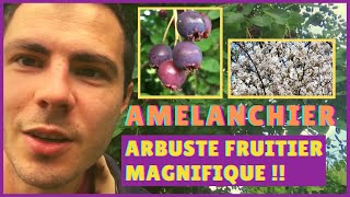 🟣 L AMELANCHIER 👌 Arbuste Fruitier INCONTOURNABLE pour une HAIE FRUITIERE COMESTIBLE [upl. by Nivled864]