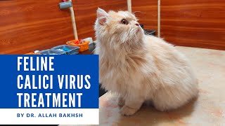 Fighting Panleukopenia a Deadly Cat Virus [upl. by Ettelrats]