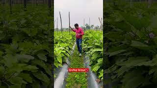 Grafted Brinjal Farming [upl. by Mosira]