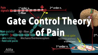 Gate Control Theory of Pain Animation [upl. by Attennod]