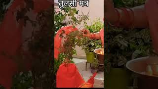 Shri Tulsi mantra Tulsi mein jal dalne ka mantra Tulsi Puja [upl. by Retsae]