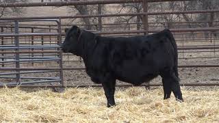 Lot 2  2024 PHG Princesses of the Prairie  Gelbvieh Female Sale [upl. by Mychael]