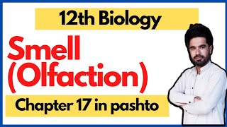 Smell Olfaction  Class 12 biology  Pashto  Nervous coordination cha 17 [upl. by Flosi668]