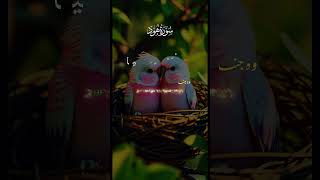 surah Hood surahhood youtubeshorts quranrecitation [upl. by Chloris]