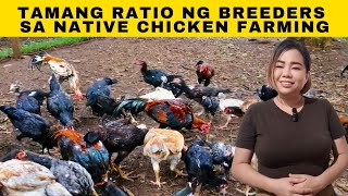 Ano ang tamang ratio ng Breeders sa native chicken farming [upl. by Yehtomit]