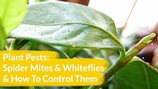 Plant Pests Spider Mites amp Whiteflies amp How To Control Them  Joy Us Garden [upl. by Iturk907]