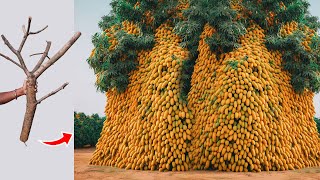 Unique​ Technique Grafting Mango Tree Using Tires Growing Faster and Has Many Fruits [upl. by Cally]