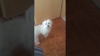 Maltese Puppy barking [upl. by Einaej]