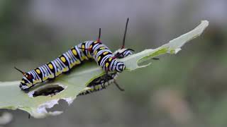 Plain Tiger Danaus chrysippus butterfly caterpillar insect boy [upl. by Refinne]