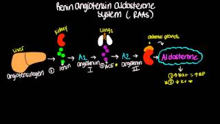 Renin Angiotensin Aldosterone System RAAS  Short and sweet [upl. by Nueoras]