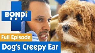 🐶 Theres A Spider In This Dogs Ear  FULL EPISODE  E6  Bondi Vet [upl. by Hibbitts409]