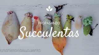 Como Propagar Suculentas por hoja paso a paso  How to propagate succulents step by step CC English [upl. by Zahavi]