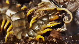 Scolopendra Cingulata VS Bug [upl. by Hurd]