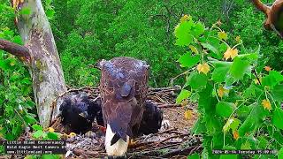 Little Miami Conservancy Bald Eagle 14052024 1500 [upl. by Adnyc]