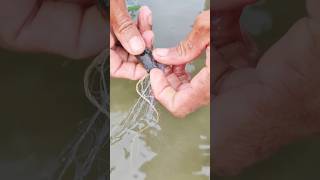 Amazing village fishing fishing fishspecies fish villagelife fishchannel villagefish [upl. by Willms]