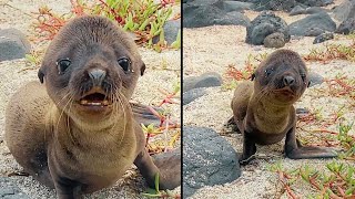 Baby Seal Acts Distressed  Zookeeper Gets Fired When Boss Sees CCTV Footage [upl. by Lepine]