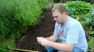 How to Plant Garlic amp Shallots in Texas amp beyond [upl. by Benny808]